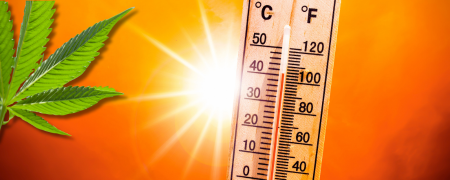thermometer measuring the scorching heat outside with a glaring sun in the background, cannabis flower overlay