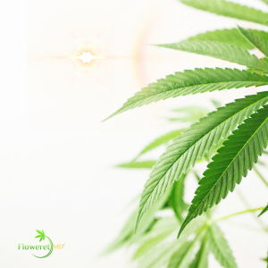 summer heat THC medical cannabis texas with Floweret MD logo in bottom corner