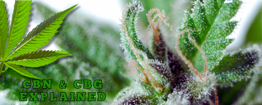 macro shot of hemp trichomes in greenhouse medical marijuana Texas